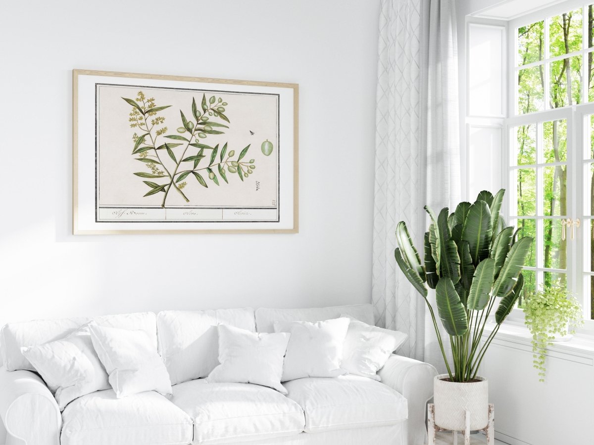 Olive Illustration | P344 - Single Art Prints - Piccolo Fiore Prints
