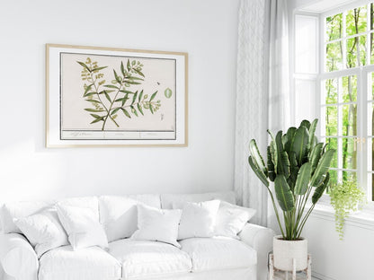 Olive Illustration | P344 - Single Art Prints - Piccolo Fiore Prints