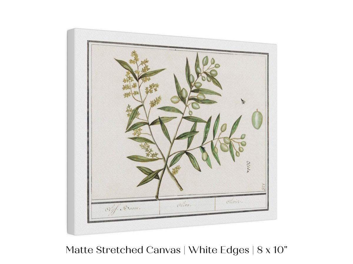 Olive Illustration | P344 - Single Art Prints - Piccolo Fiore Prints