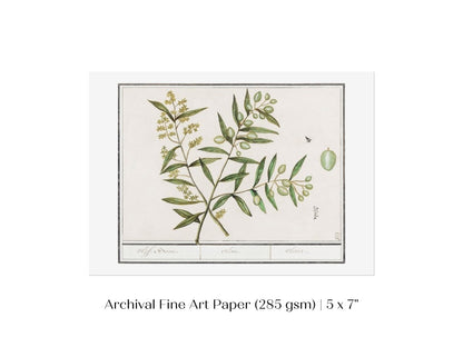 Olive Illustration | P344 - Single Art Prints - Piccolo Fiore Prints