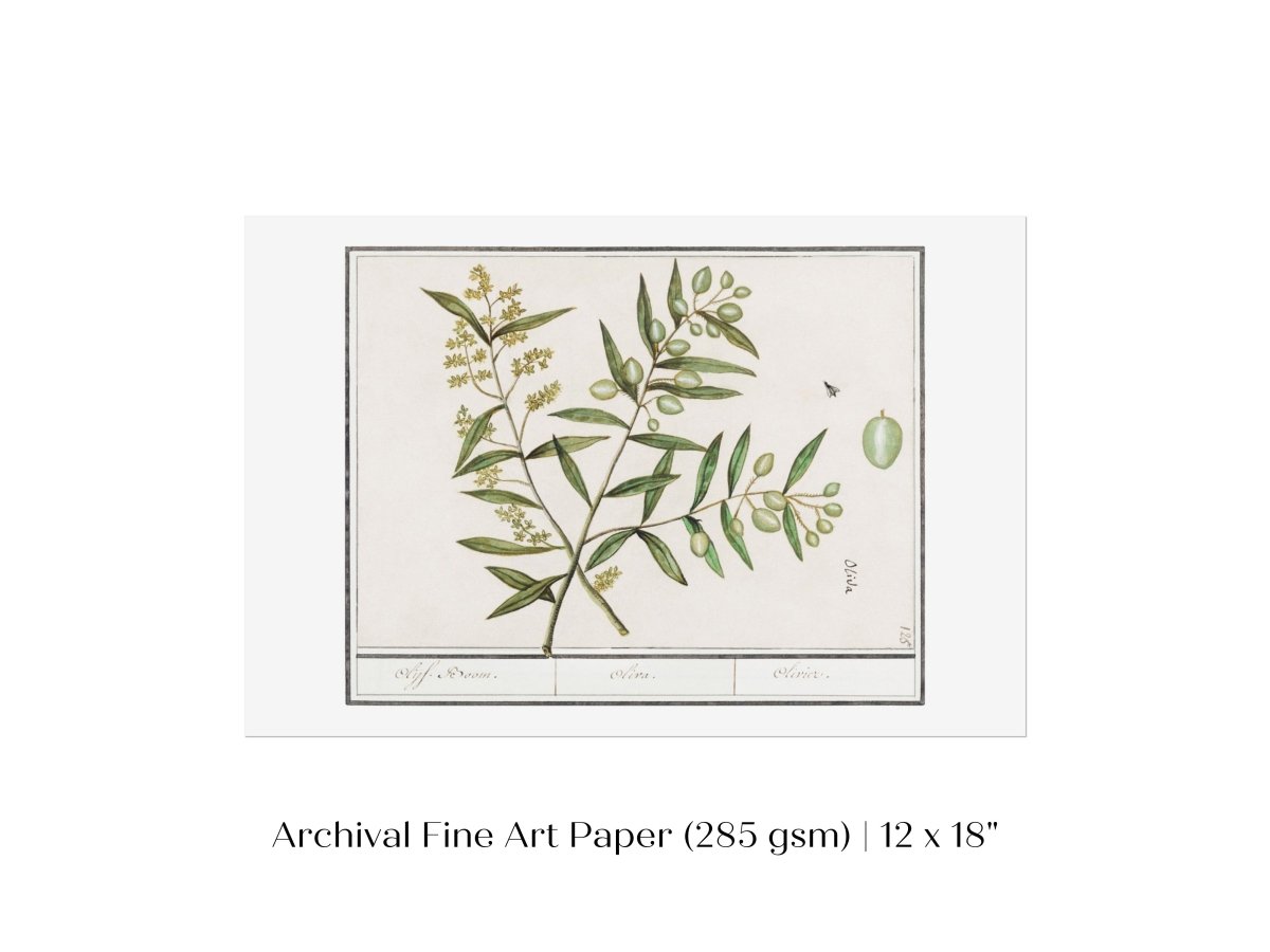 Olive Illustration | P344 - Single Art Prints - Piccolo Fiore Prints