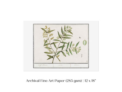 Olive Illustration | P344 - Single Art Prints - Piccolo Fiore Prints