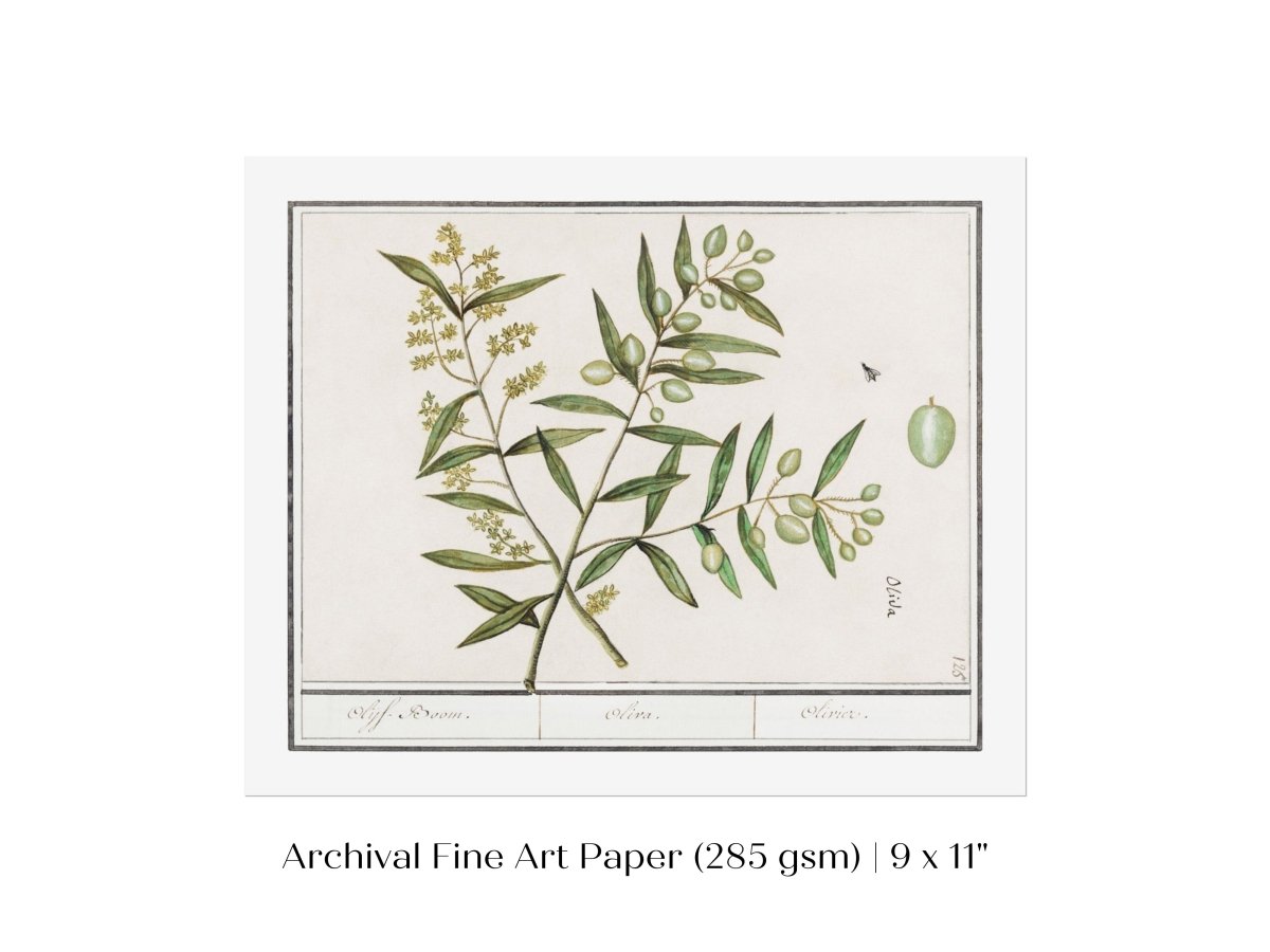 Olive Illustration | P344 - Single Art Prints - Piccolo Fiore Prints