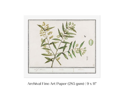 Olive Illustration | P344 - Single Art Prints - Piccolo Fiore Prints