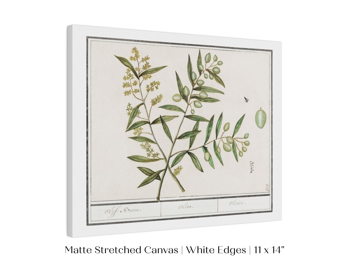 Olive Illustration | P344 - Single Art Prints - Piccolo Fiore Prints