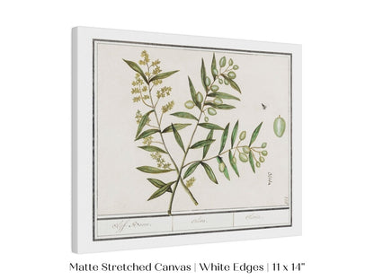 Olive Illustration | P344 - Single Art Prints - Piccolo Fiore Prints