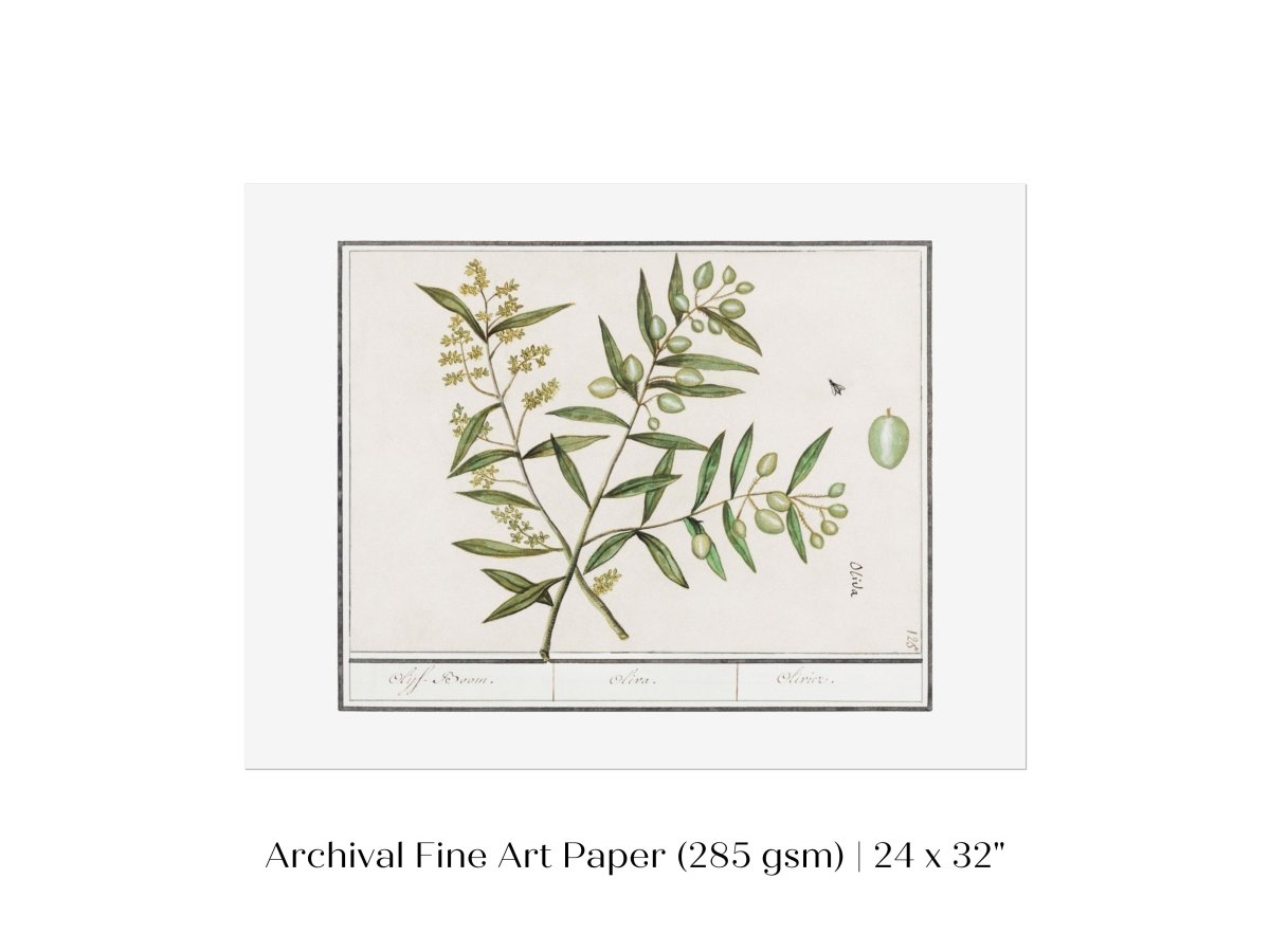 Olive Illustration | P344 - Single Art Prints - Piccolo Fiore Prints