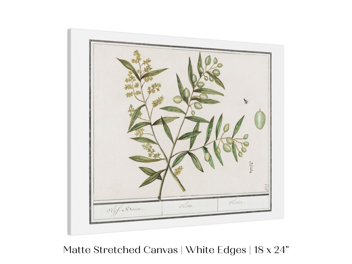 Olive Illustration | P344 - Single Art Prints - Piccolo Fiore Prints
