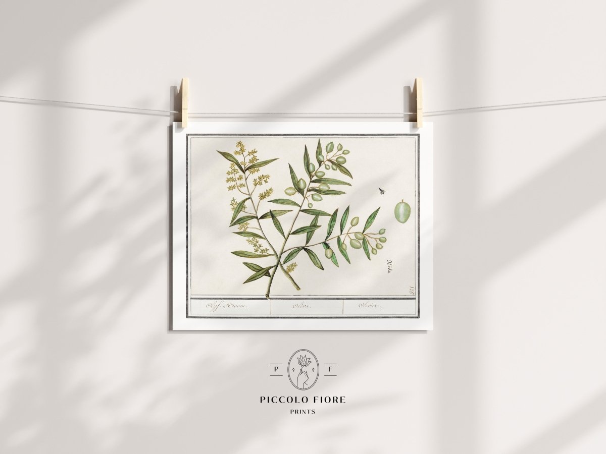 Olive Illustration | P344 - Single Art Prints - Piccolo Fiore Prints