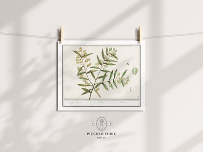 Olive Illustration | P344 - Single Art Prints - Piccolo Fiore Prints