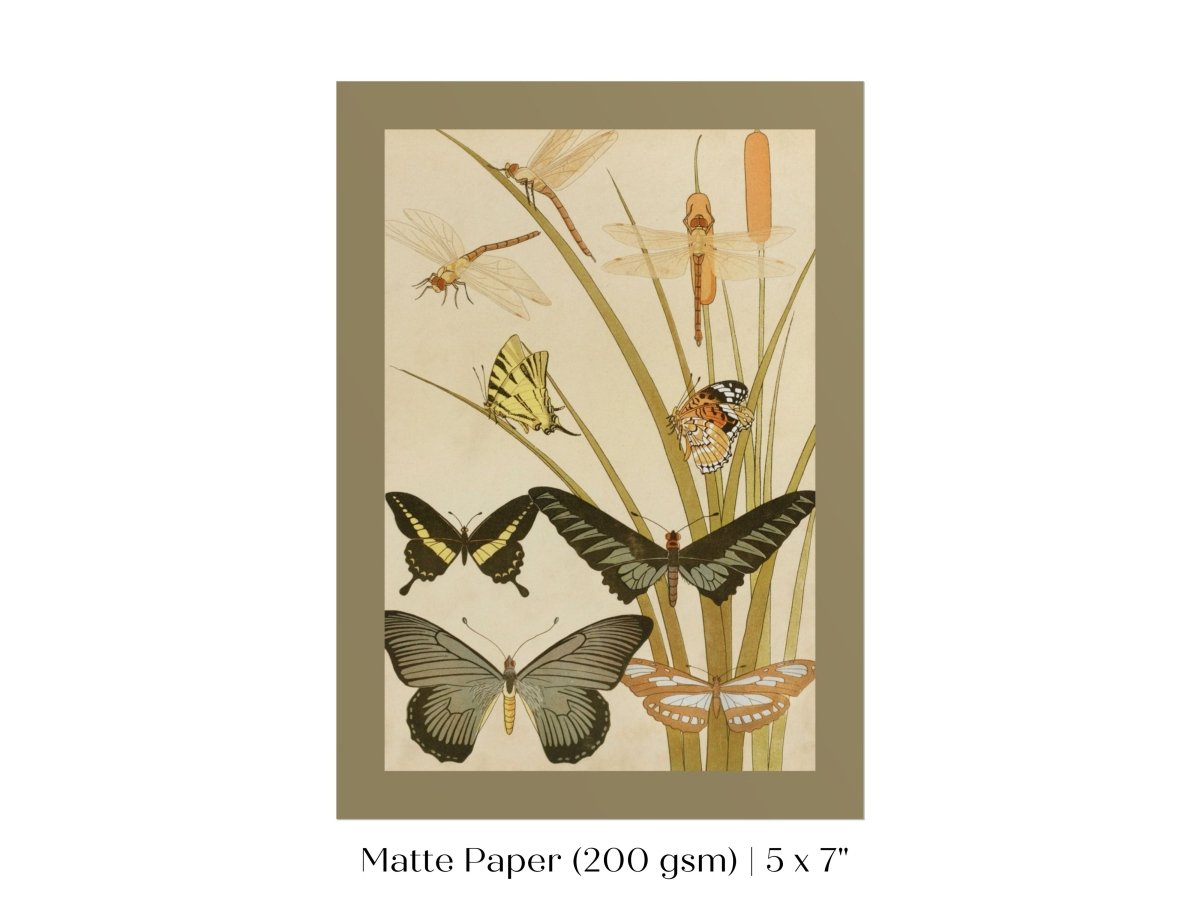 Papillons | P251 - Single Art Prints - Piccolo Fiore Prints