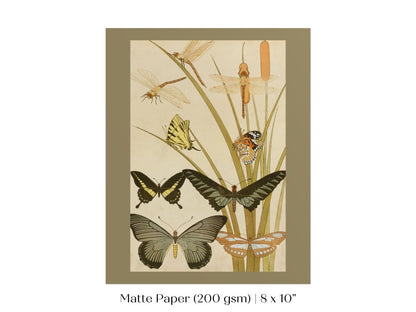 Papillons | P251 - Single Art Prints - Piccolo Fiore Prints