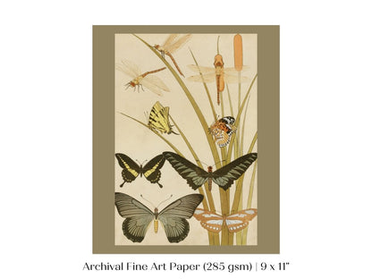 Papillons | P251 - Single Art Prints - Piccolo Fiore Prints