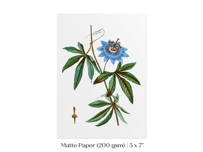 Passionflower Illustration | P153 - Single Art Prints - Piccolo Fiore Prints
