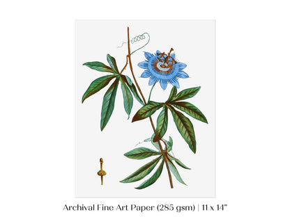 Passionflower Illustration | P153 - Single Art Prints - Piccolo Fiore Prints