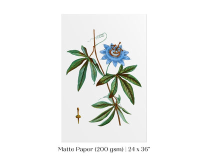 Passionflower Illustration | P153 - Single Art Prints - Piccolo Fiore Prints