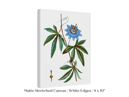 Passionflower Illustration | P153 - Single Art Prints - Piccolo Fiore Prints