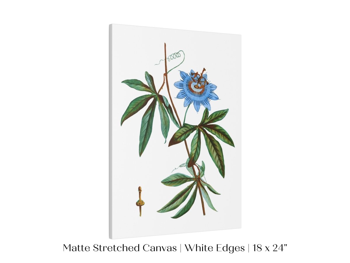 Passionflower Illustration | P153 - Single Art Prints - Piccolo Fiore Prints