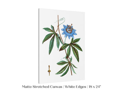 Passionflower Illustration | P153 - Single Art Prints - Piccolo Fiore Prints
