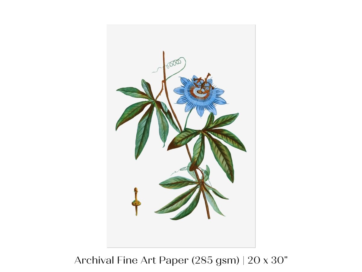 Passionflower Illustration | P153 - Single Art Prints - Piccolo Fiore Prints