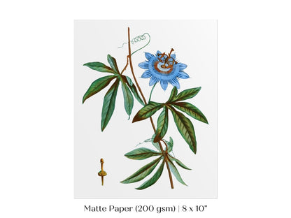 Passionflower Illustration | P153 - Single Art Prints - Piccolo Fiore Prints