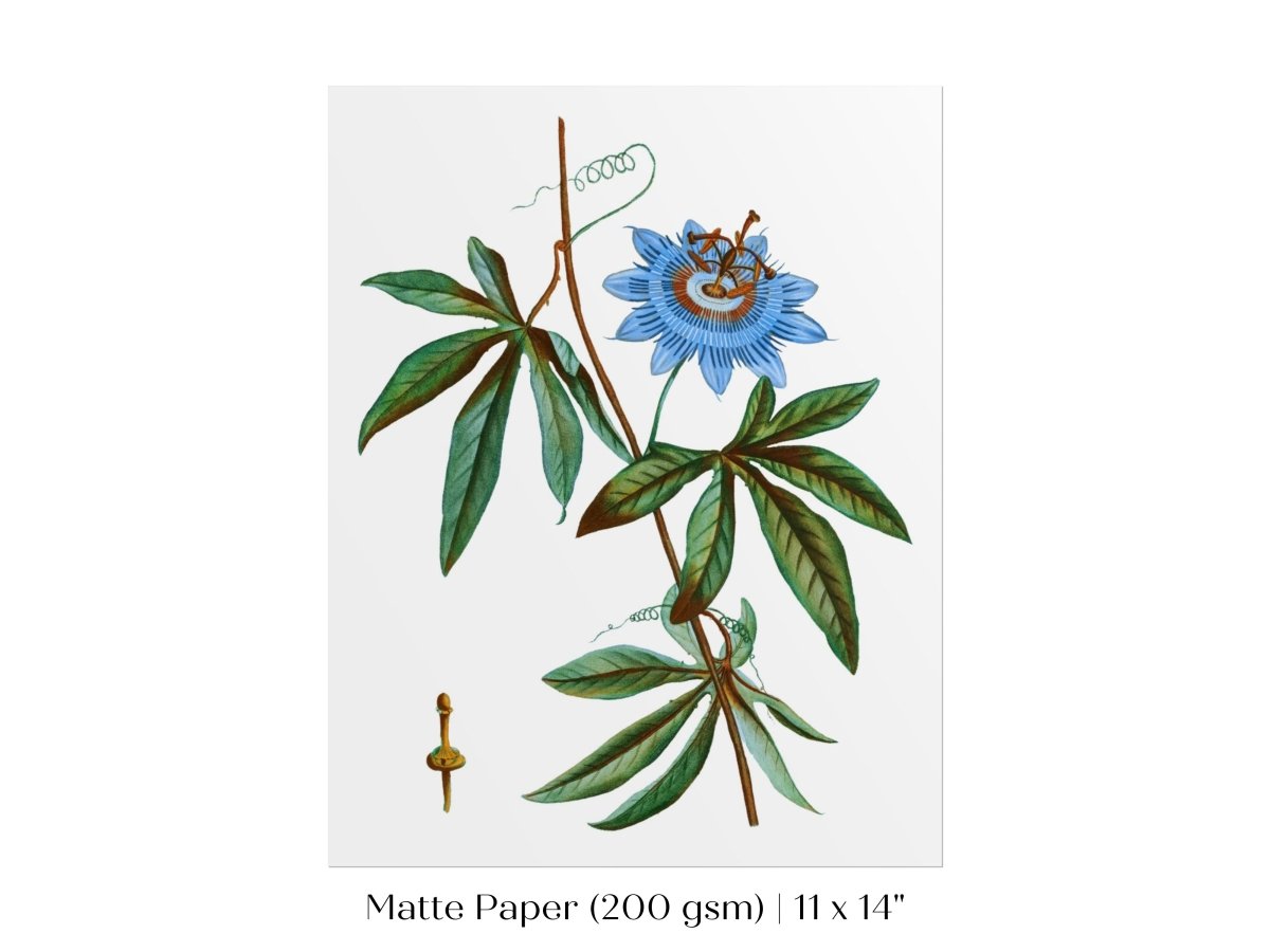 Passionflower Illustration | P153 - Single Art Prints - Piccolo Fiore Prints