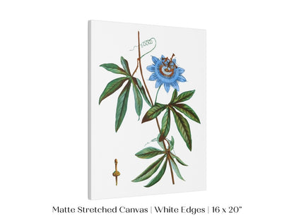 Passionflower Illustration | P153 - Single Art Prints - Piccolo Fiore Prints