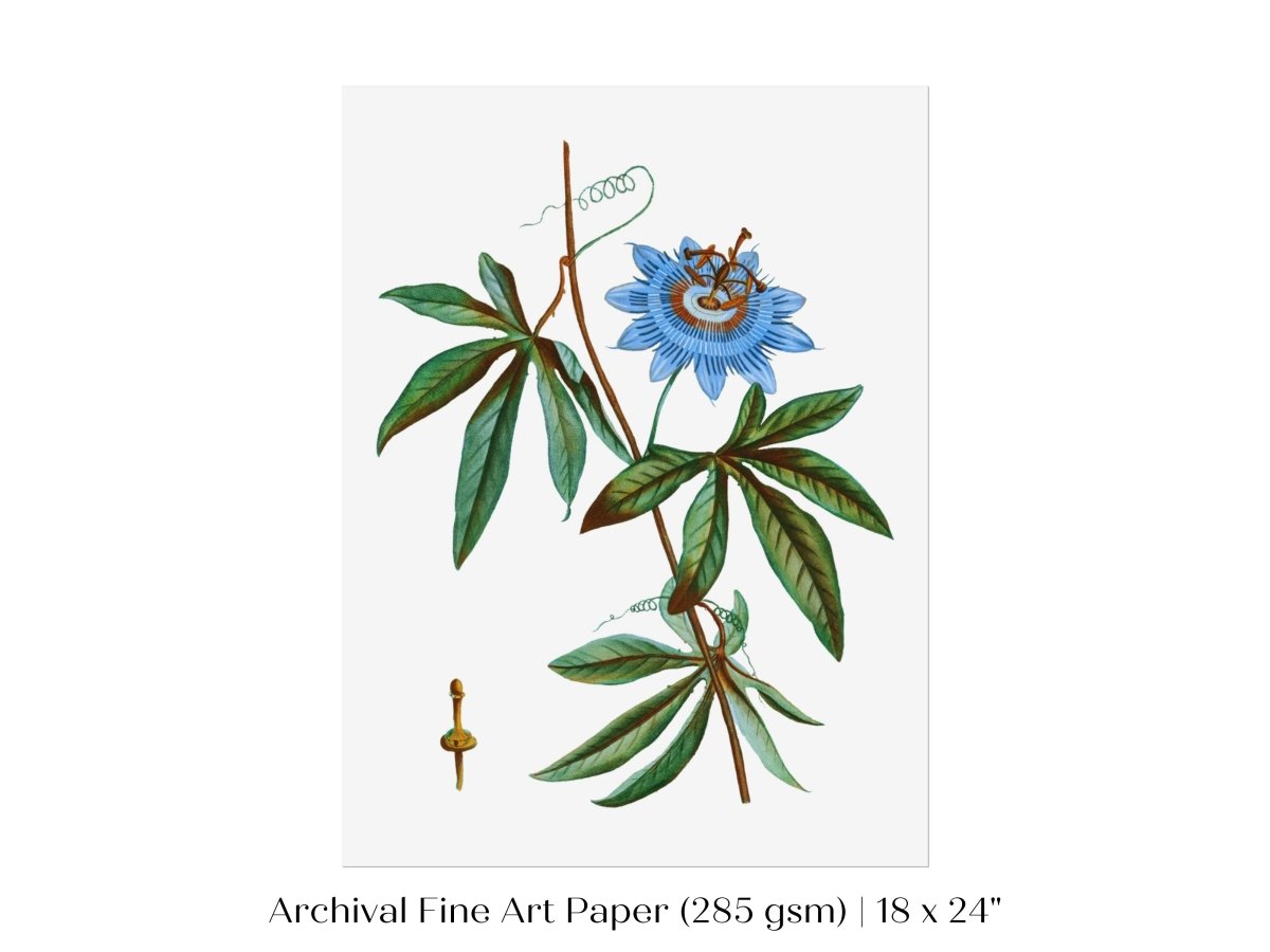 Passionflower Illustration | P153 - Single Art Prints - Piccolo Fiore Prints