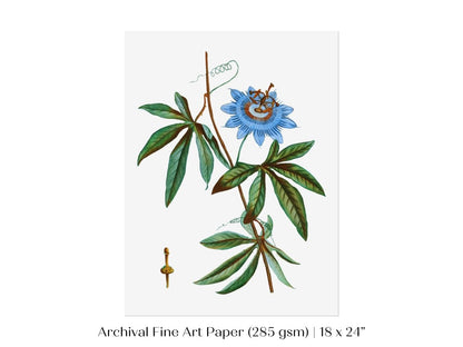 Passionflower Illustration | P153 - Single Art Prints - Piccolo Fiore Prints