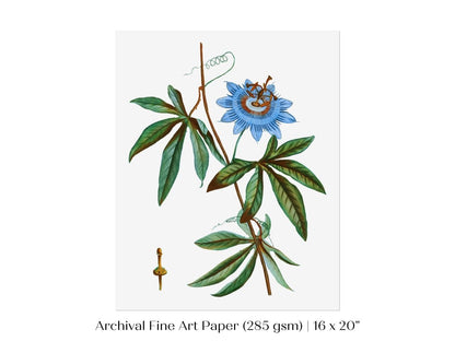Passionflower Illustration | P153 - Single Art Prints - Piccolo Fiore Prints
