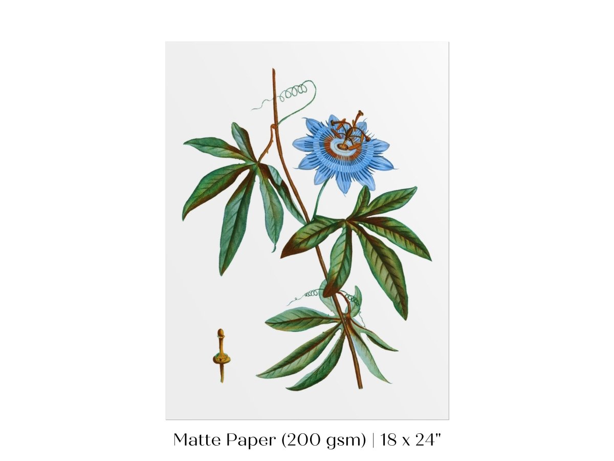 Passionflower Illustration | P153 - Single Art Prints - Piccolo Fiore Prints