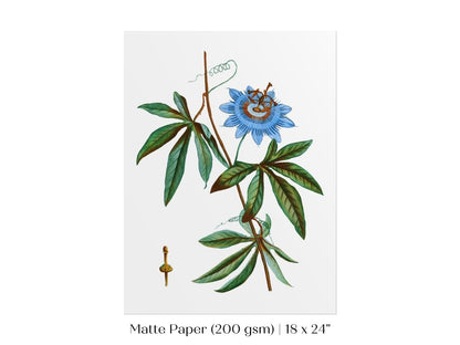 Passionflower Illustration | P153 - Single Art Prints - Piccolo Fiore Prints