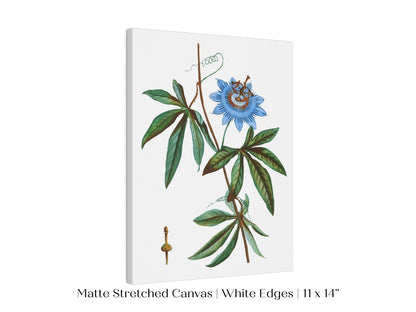 Passionflower Illustration | P153 - Single Art Prints - Piccolo Fiore Prints