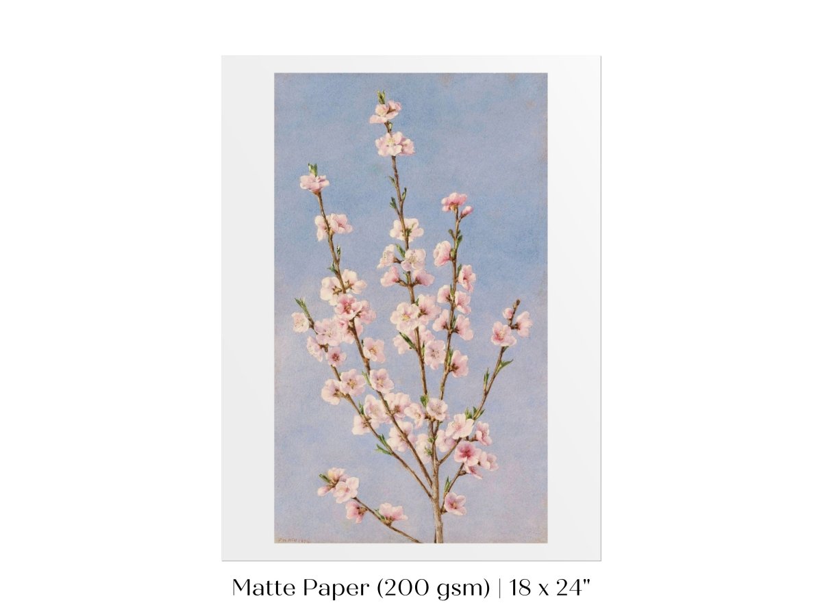 Peach Blossom | P24 - Single Art Prints - Piccolo Fiore Prints