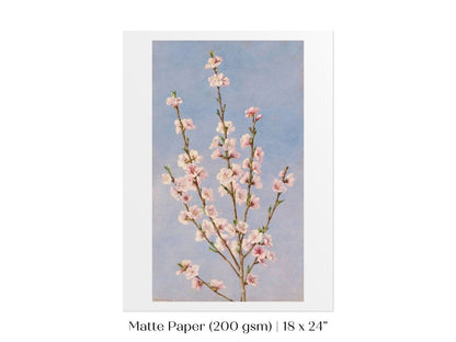 Peach Blossom | P24 - Single Art Prints - Piccolo Fiore Prints