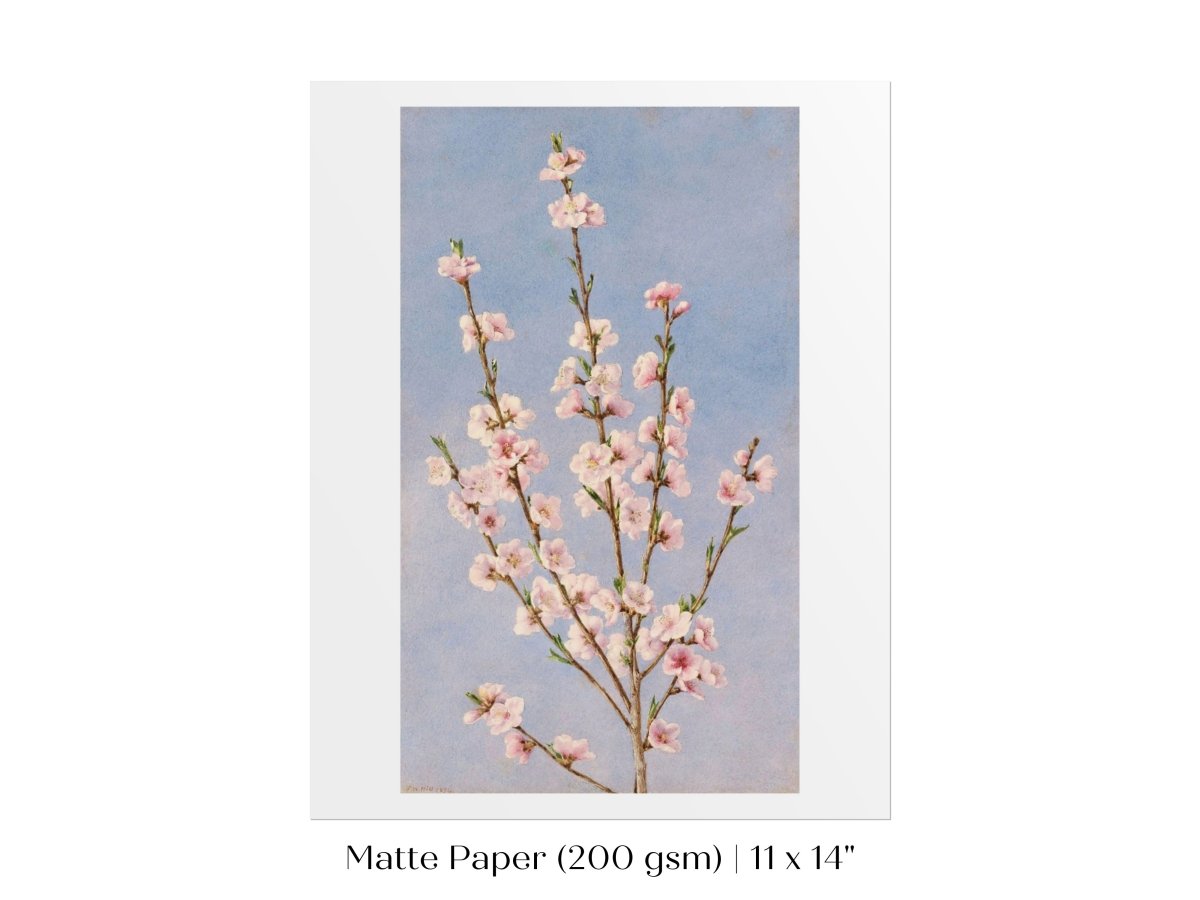Peach Blossom | P24 - Single Art Prints - Piccolo Fiore Prints