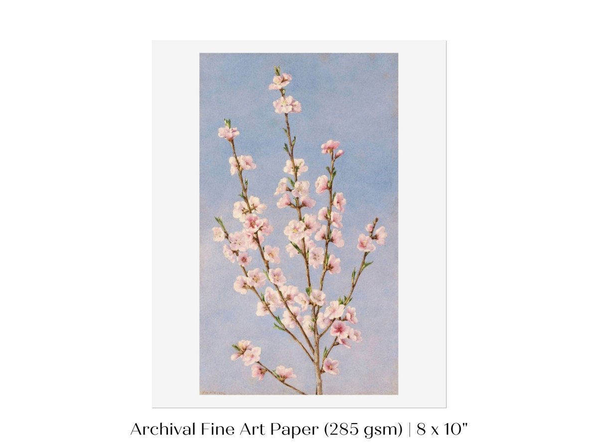 Peach Blossom | P24 - Single Art Prints - Piccolo Fiore Prints