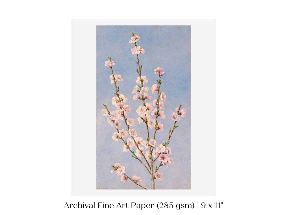 Peach Blossom | P24 - Single Art Prints - Piccolo Fiore Prints