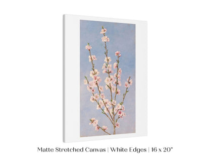 Peach Blossom | P24 - Single Art Prints - Piccolo Fiore Prints
