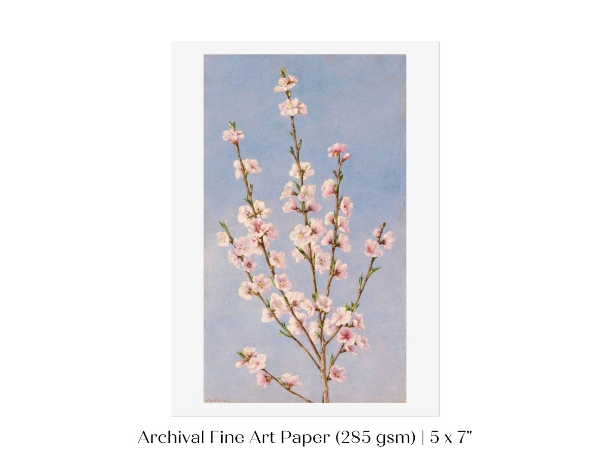 Peach Blossom | P24 - Single Art Prints - Piccolo Fiore Prints