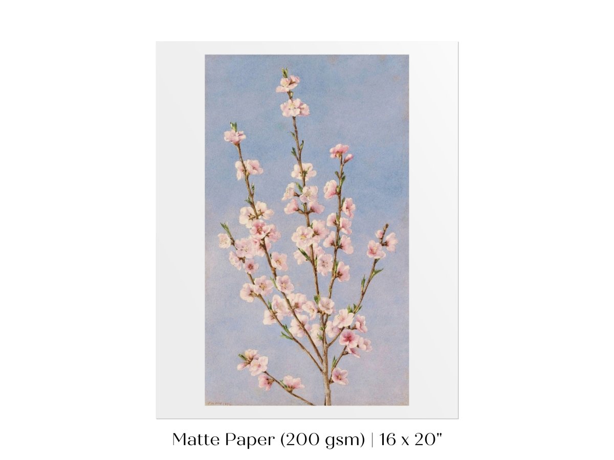 Peach Blossom | P24 - Single Art Prints - Piccolo Fiore Prints