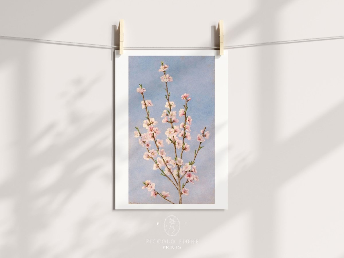 Peach Blossom | P24 - Single Art Prints - Piccolo Fiore Prints