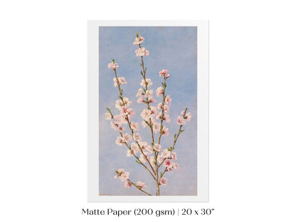 Peach Blossom | P24 - Single Art Prints - Piccolo Fiore Prints