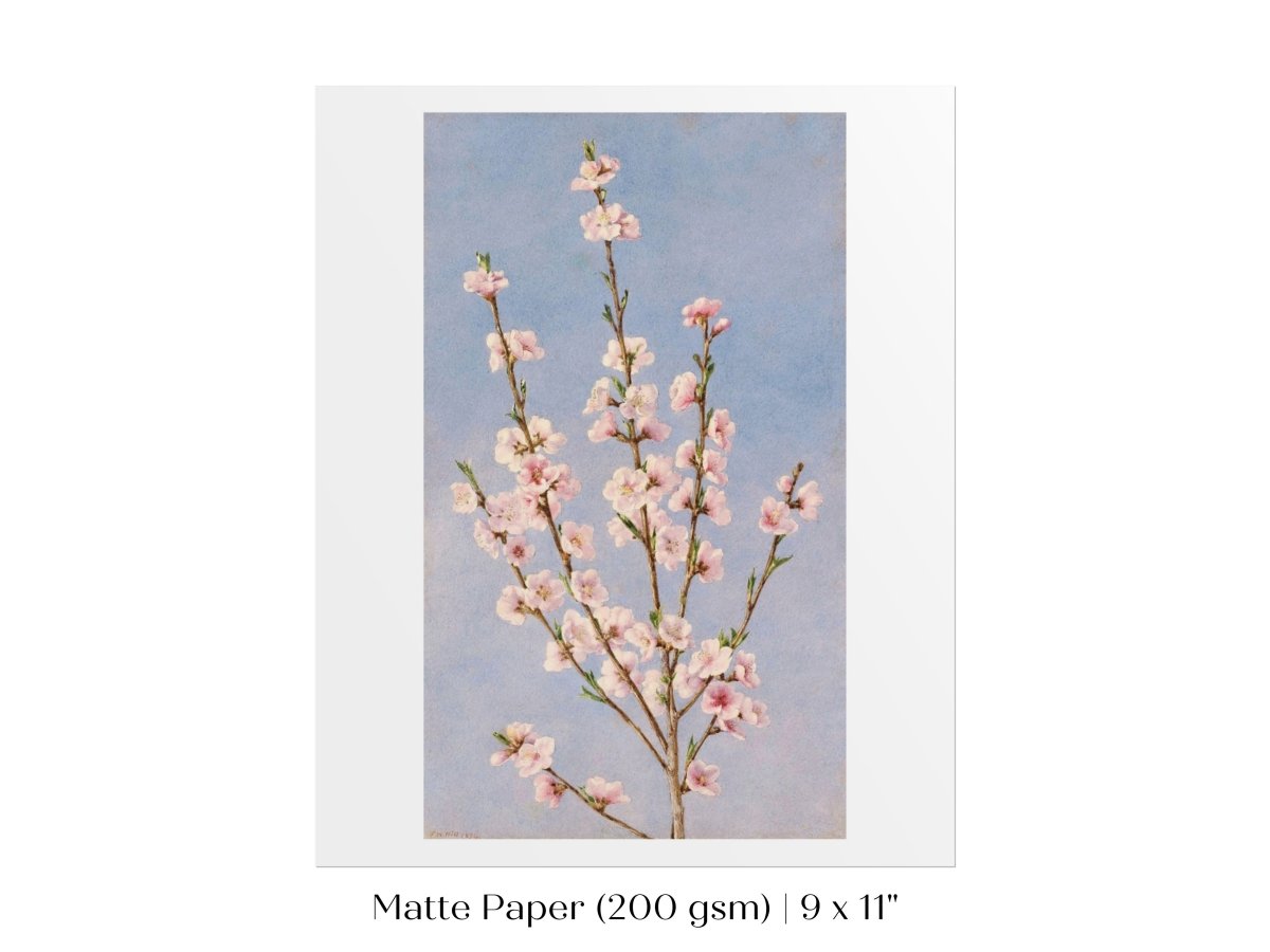 Peach Blossom | P24 - Single Art Prints - Piccolo Fiore Prints