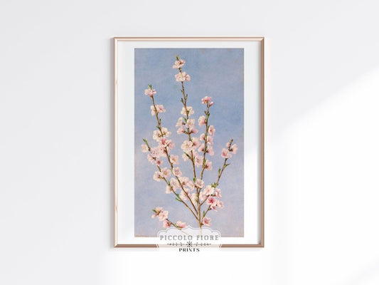 Peach Blossom | P24 - Single Art Prints - Piccolo Fiore Prints