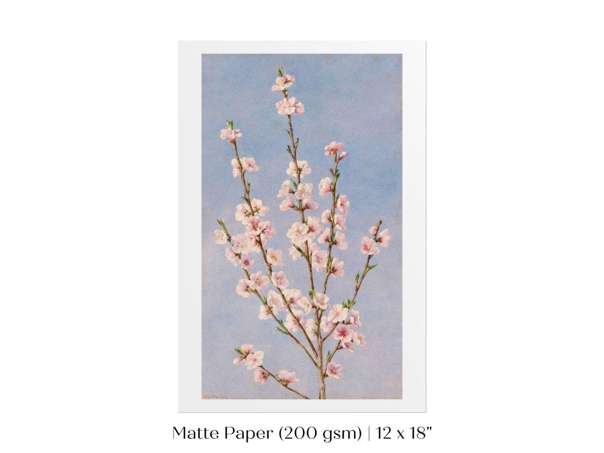Peach Blossom | P24 - Single Art Prints - Piccolo Fiore Prints