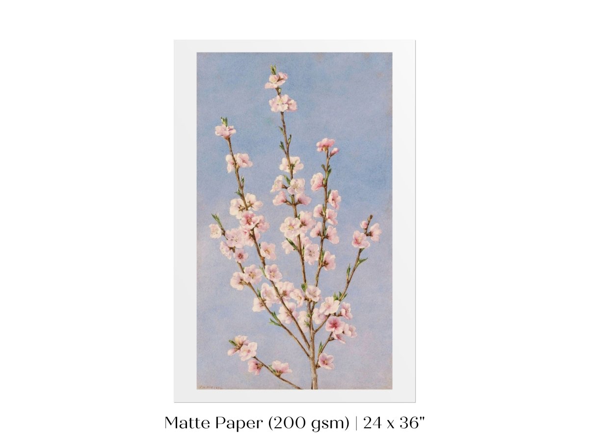 Peach Blossom | P24 - Single Art Prints - Piccolo Fiore Prints