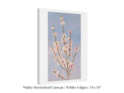 Peach Blossom | P24 - Single Art Prints - Piccolo Fiore Prints