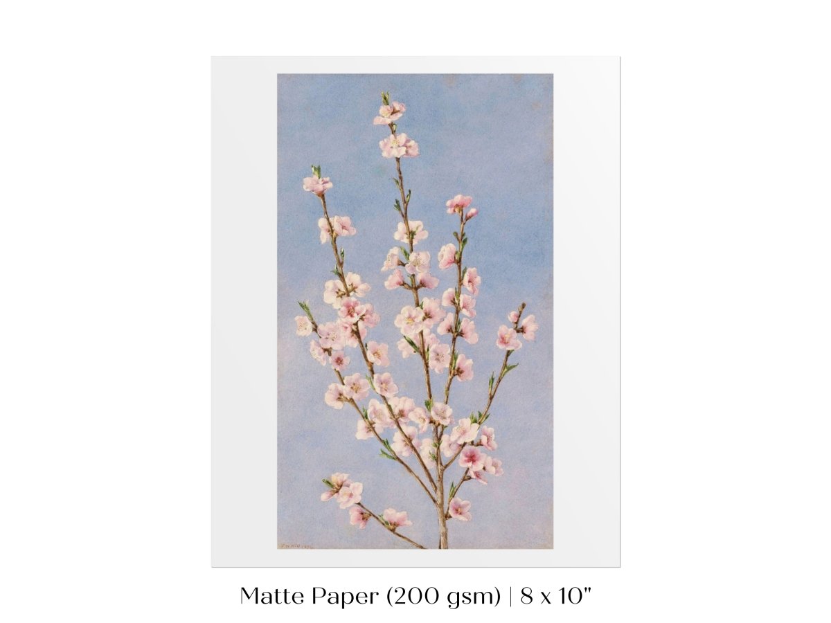Peach Blossom | P24 - Single Art Prints - Piccolo Fiore Prints