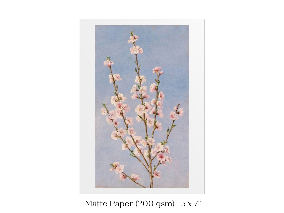 Peach Blossom | P24 - Single Art Prints - Piccolo Fiore Prints